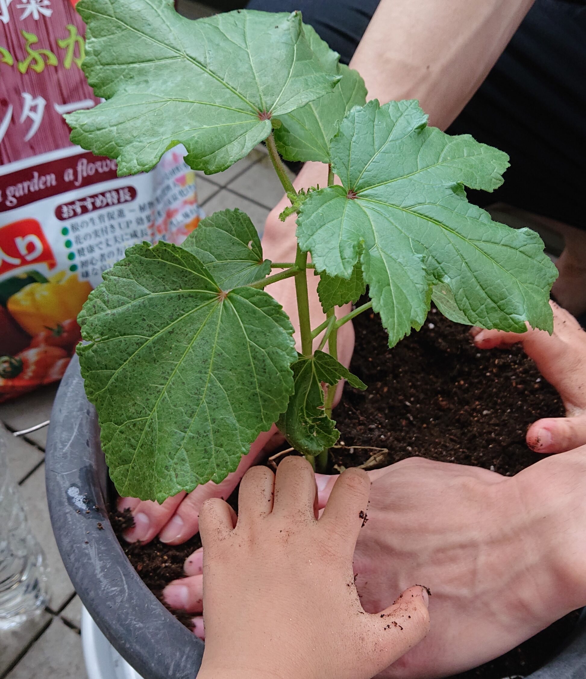 プランター用のオクラをアパートのベランダで家庭菜園 ふみはのブログ